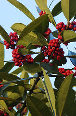 �^�����E�̎�