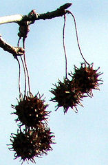 �Ƃ������ł̎�