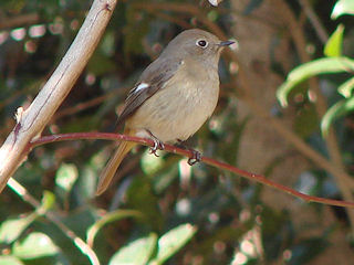 ���傤�т���