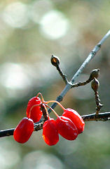 ���񂵂��̎�