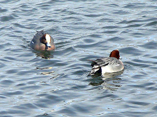 �Ђǂ肪��+�ق��͂���