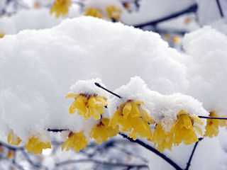 �낤�΂����ˑR�̑��ŘT���I