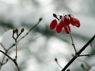 ���񂵂��̎�