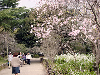 �q���R�u�V