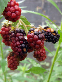 �u���b�N�x���[?�̎�