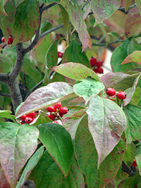 �n�i�~�Y�L