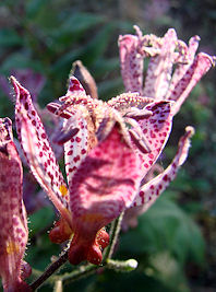 �z�g�g�M�X