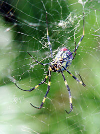 ���h�ɑ����Ĉ�l�O