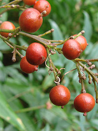 �i���e��