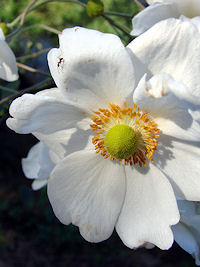 �V���E���C�M�N