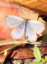 �V�W�~�����ЂȂ��ڂ���