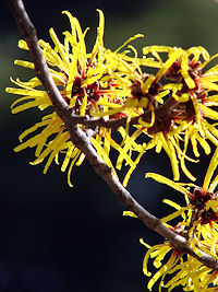 �V�i�}���T�N�@