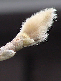 �t��҂������̂ڂ�