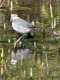 �n�N�Z�L���C