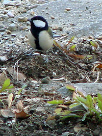 �V�W���E�J��