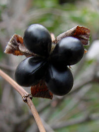 ��܂Ԃ��̎�