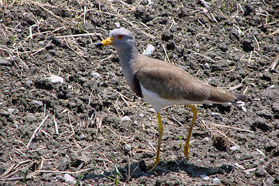 �`�h���ȁu�P���v�@������_�k�n�Ȃǂɐ������n��ō����⓮������H�ׂ�B�S��36�Z���`�@�@���w�فu���{�̖쒹�v���