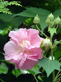 �X�C�t���E