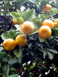 �L���J��